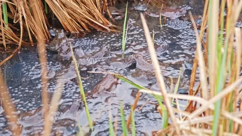 Frogs in Amplexus Swarming during Mating Breeding Season in Spawn Floating Stock Footage 307265540