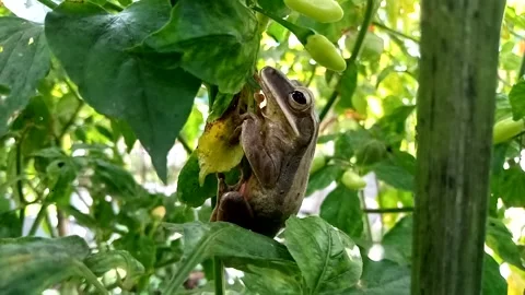 Frogs and chili trees 動画素材 243705415