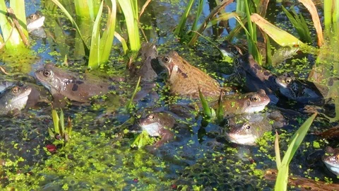 Frogs and spawn Stock Footage 108040921