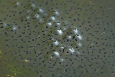 Frogs and spawn on pond Stock Photos