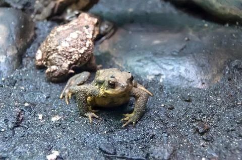 Frogs in an aquarium Foto stock