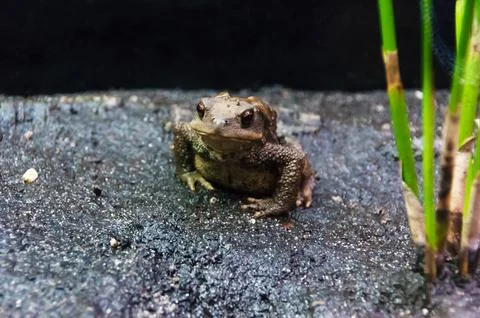 Frogs in an aquarium Stock Photos