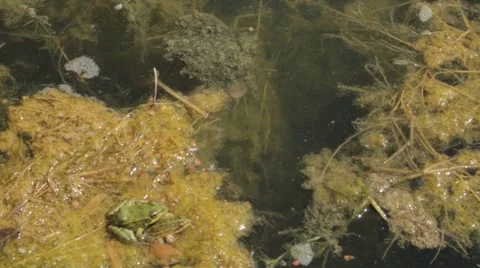 Frogs are jumping Stock Footage 41418236