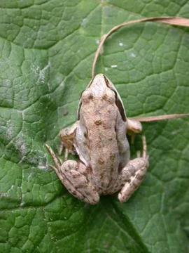 Frog's back Stock Photos