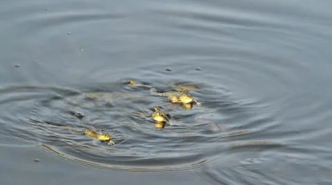 Frogs calling for a mate Stock Footage 22917894