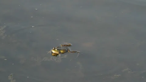 Frogs calling for a mate Stock Footage 22917947