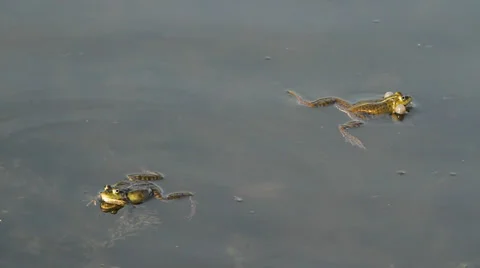 Frogs calling for a mate Stock Footage 22917975