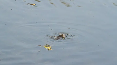 Frogs calling for a mate Stock Footage 22918005