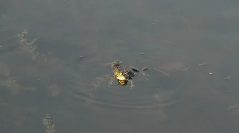 Frogs calling for a mate Stock Footage 22918045
