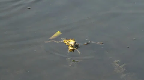 Frogs calling for a mate Stock Footage 22918109