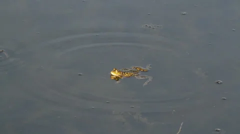 Frogs calling for a mate Stock Footage 22918238