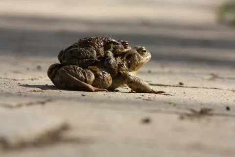 Frogs coexistence Stock Photos