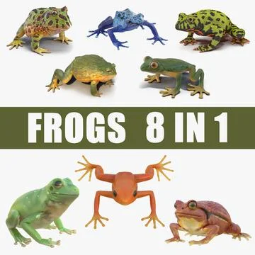 Frogs Collection 3D Model
