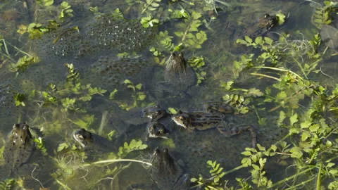 Frogs coming together and pushing each other away in the pond between frogspawn Stock Footage 217846201