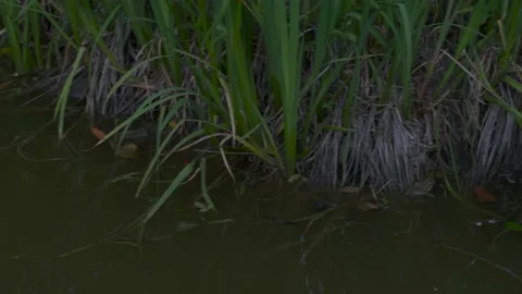 Frogs croak in the swamp Stock Footage 131669568