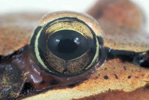 Frog’s eye macro close-up brown skin amphibian Stock-Fotos