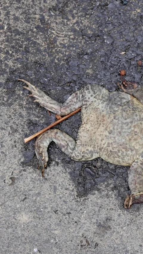 Frog\'s Final Resting Place Stock Footage 304309943