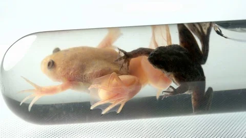 Frogs in a flask in a laboratory close up Stock Footage 81340211