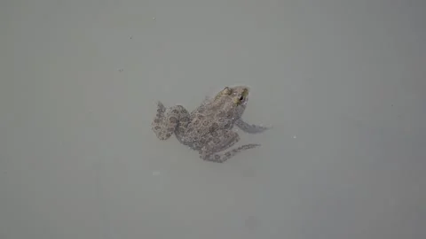 Frogs floating in ponds Vídeos de archivo 293670184