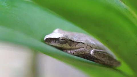 Frogs. Stock Footage 304899052