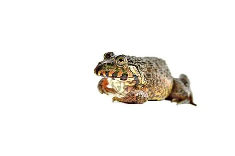 Frogs isolated on white ground. Stock Photos