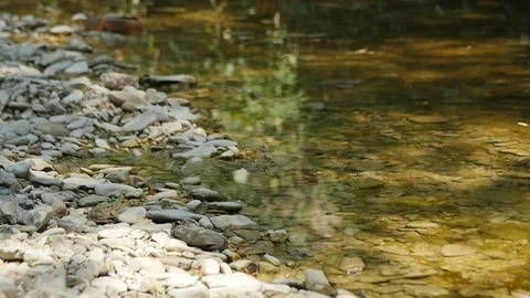 Frogs Jump into the Water Stock Footage 89738382
