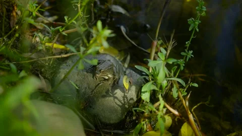 Frogs jumping around on a swamp Stock Footage 221092662