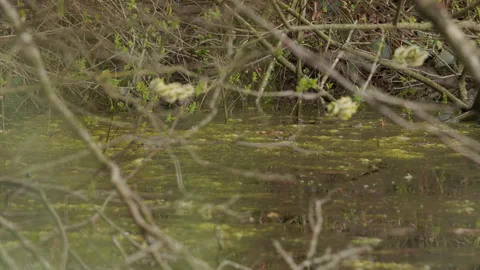 Frogs Jumping in Shallow Pond Early Spring 4K 60p Stock Footage 334323661
