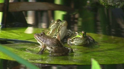 Frogs jumping from water lily Stock Footage 413608