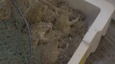 Frogs kept in the net Stock Footage 73698298