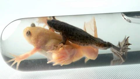 Frogs in a laboratory flask, one of them Xenopus laevis Stock Photos