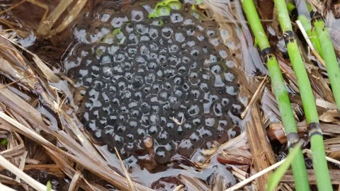 Frogs laid caviar in a shallow pond. Stock Footage 318633482