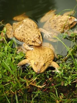 Frogs on the lake Stock Photos