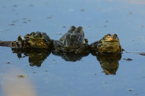 Frogs on lake Stock Photos