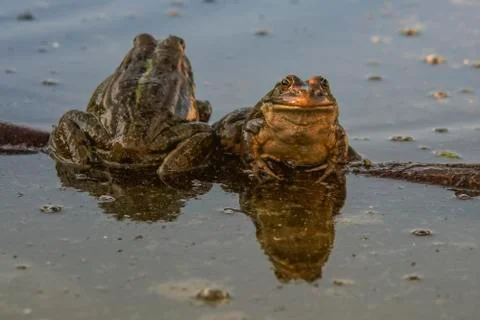 Frogs on lake Stock Photos