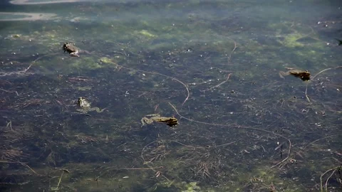Frogs on the lake surface 库存影片 107881457
