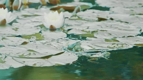 Frogs Leaping In Pond 스톡 동영상 132267006