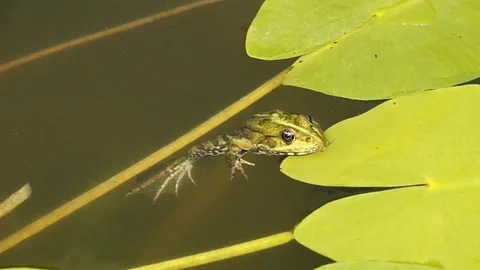 Frogs lie quietly on the surface of the water in the pond on the leaves of th Stock Footage 101840221