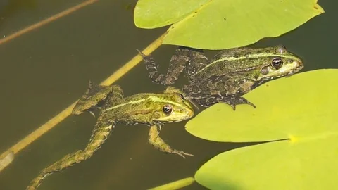 Frogs lie quietly on the surface of the water in the pond on the leaves of th Stock Footage 102088667