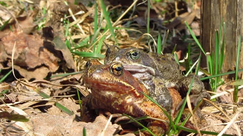 Frogs love Video stock 22784334