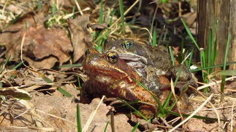Frogs love Video stock 22784520