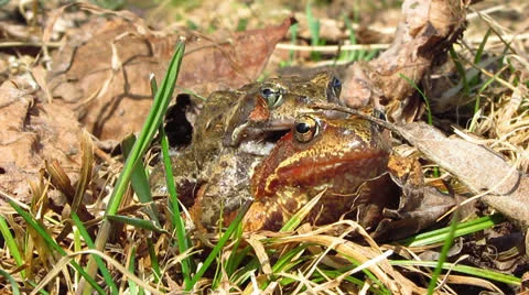 Frogs love Video stock 22784957