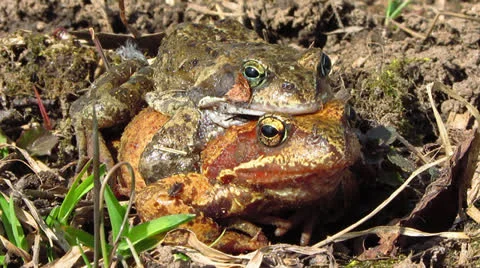 Frogs love Video stock 22784993