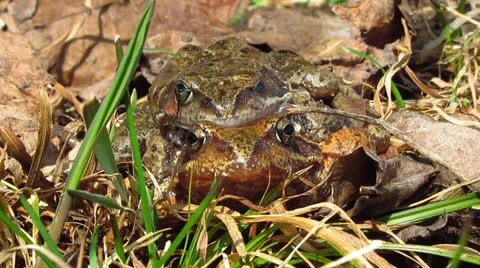 Frogs love Vídeo Stock 22785069