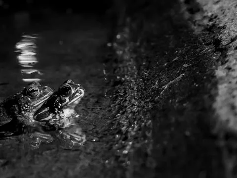 Frogs In Love Stock-Fotos