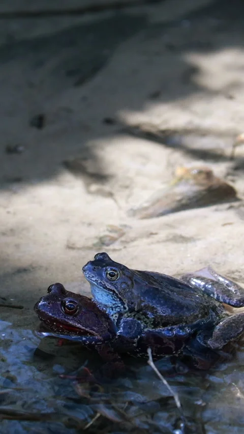 Frogs mating in amplexus at water edge. Vertical 動画素材 331427263