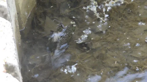 Frogs mating Stock Footage 23028257