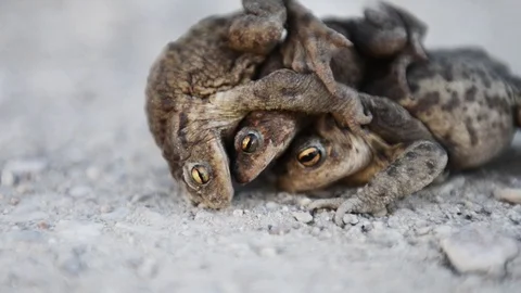 Frogs mating. Frog on a road, brown background. Stock Footage 107884031