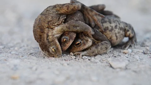 Frogs mating. Frog on a road mating, brown background. frogs on each other Stock Footage 107884042