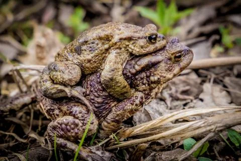 Frogs mating on ground Foto stock